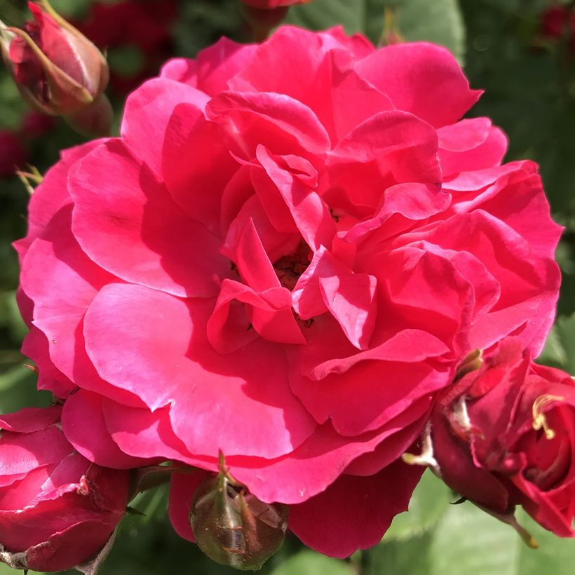 Rosa x multibracteata Cerise Bouquet (Flowering)