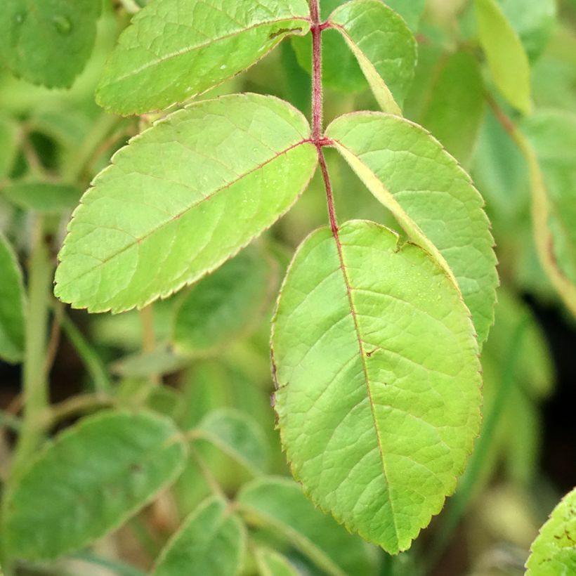 Rosa x moschata 'Kathleen' (Foliage)