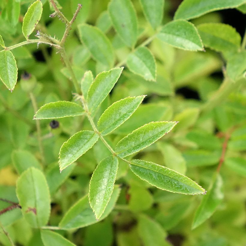 Rosa moschata Millie Fleur - Musk Rose (Foliage)