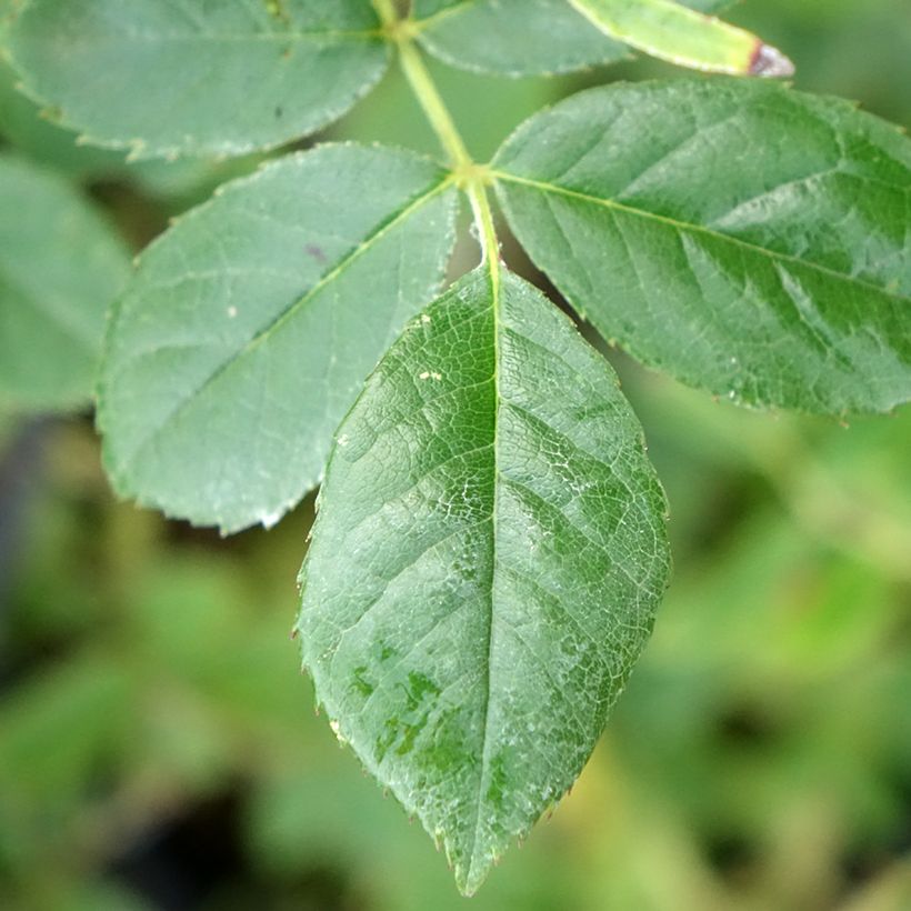 Rosa x moschata 'Omi Oswald' - Shrub Rose (Foliage)