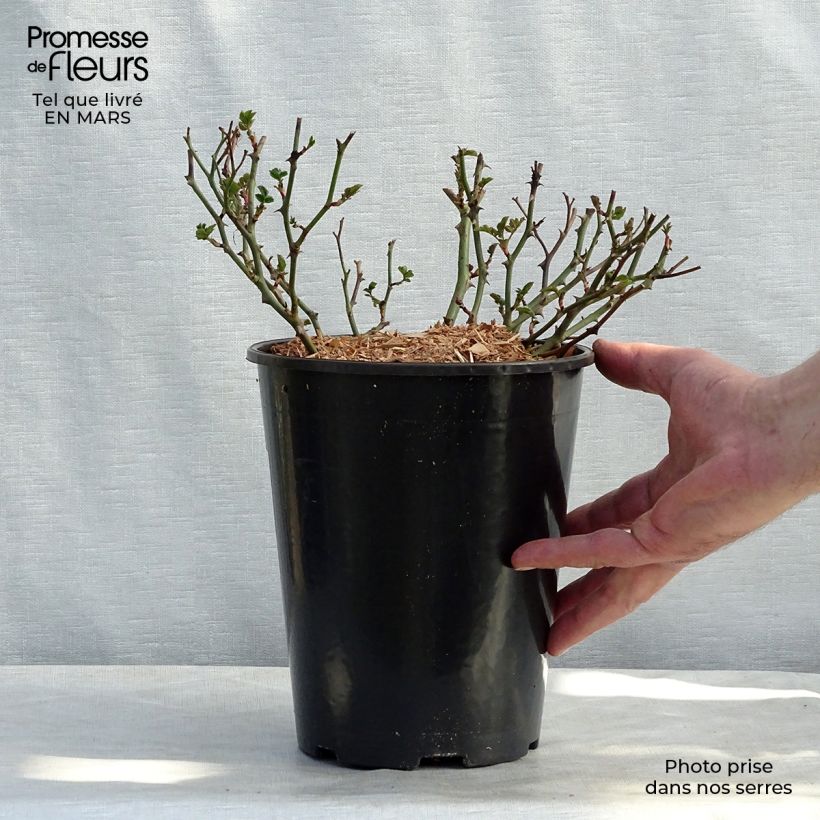 Rosa x polyantha Satina - Groundcover Rose 2L/3L pot sample as delivered in spring