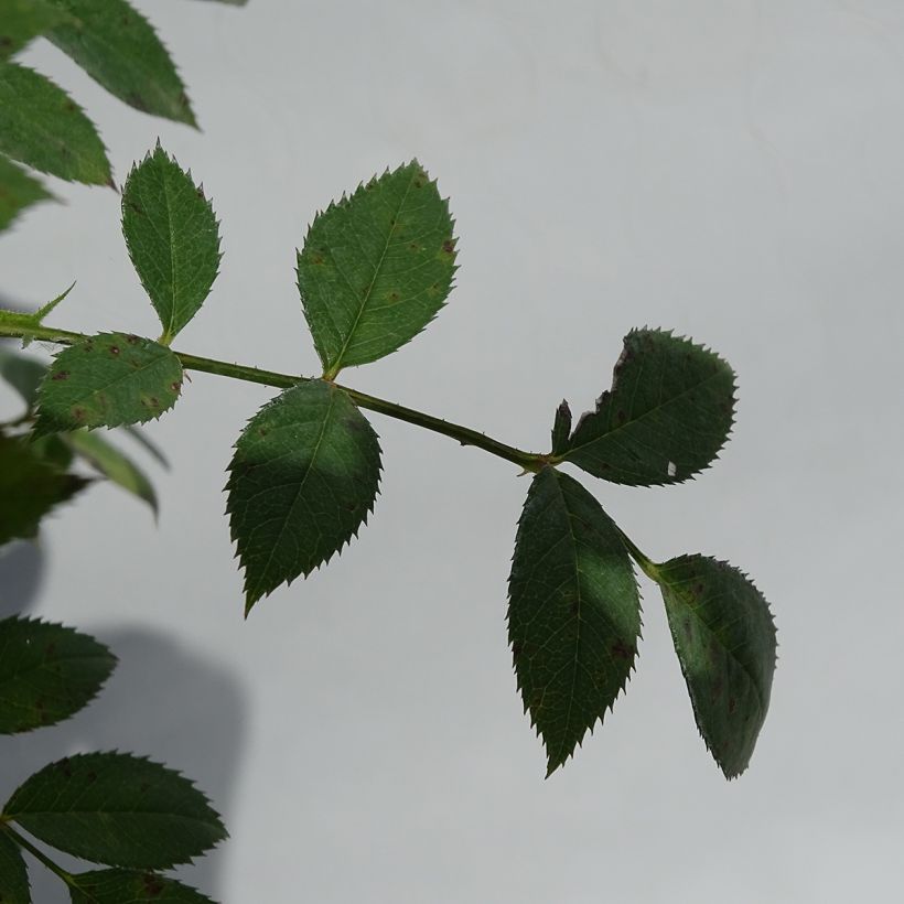 Rosa Star Profusion - patio or groundcover rose (Foliage)