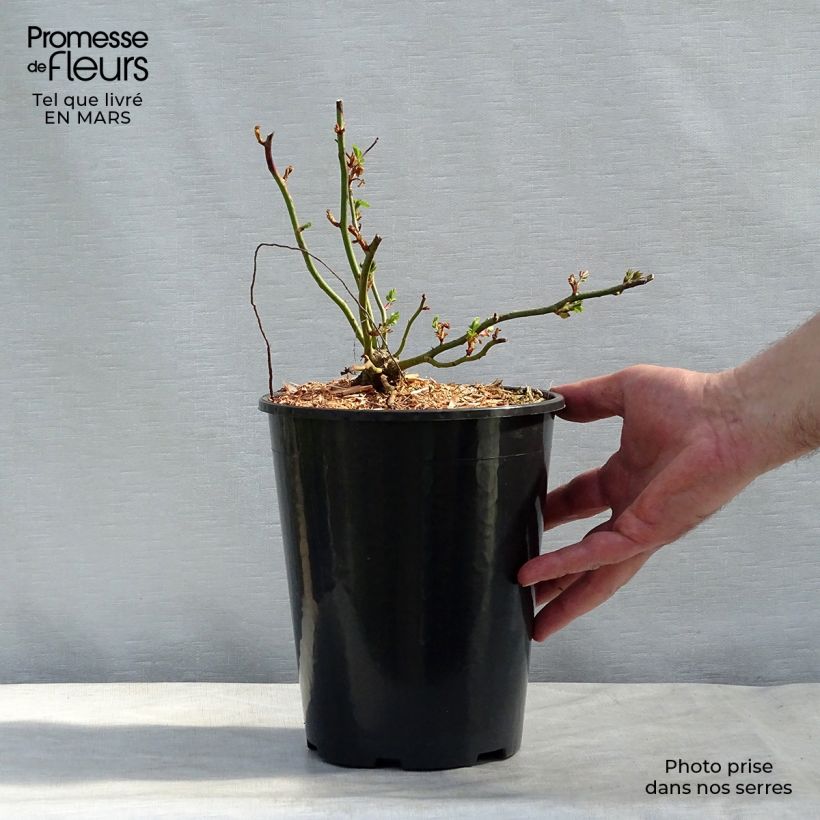 Rosier grimpant Dorothy Perkins en pot de 4L sample as delivered in winter