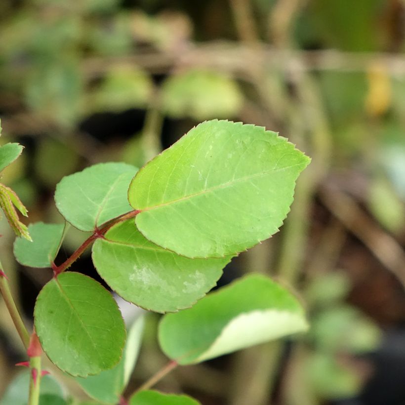 Rosa x wichuraiana 'May Queen' (Foliage)