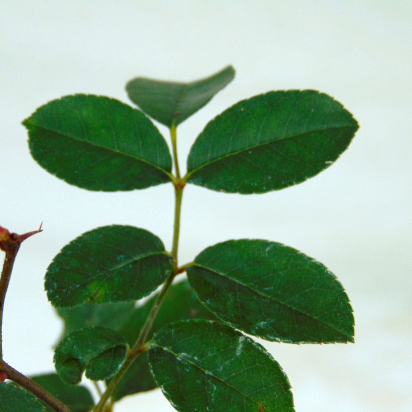 Rosa x bracteata 'Mermaid' - Climbing Rose (Foliage)