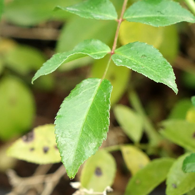 Rosa x wichuraiana 'Sander's White Rambler' - Rambling Rose (Foliage)