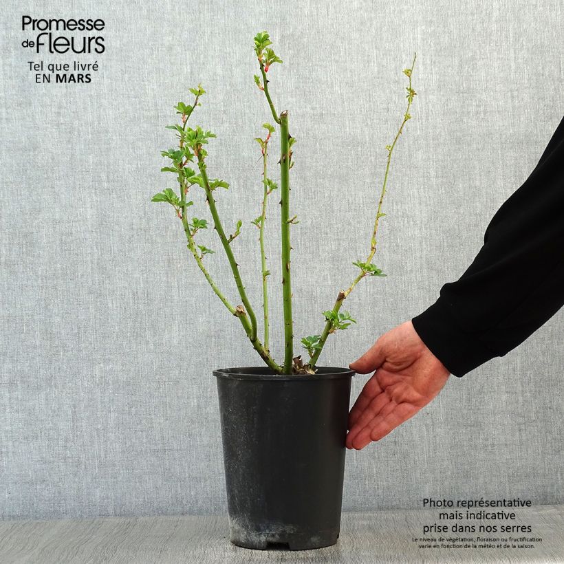 Rosier paysager Rosanatura® Alba® - pot de 2L/3L sample as delivered in winter