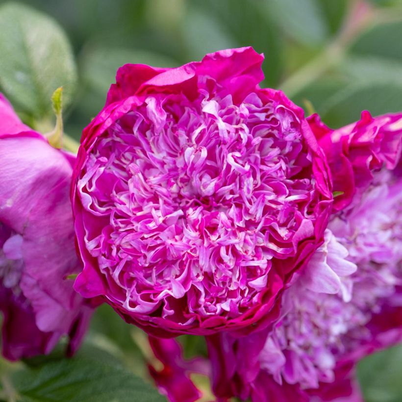 Rosa Pompom Perfume  (Flowering)