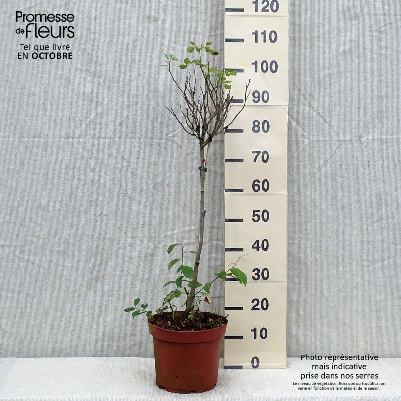 Rosier tige Global Hit - tige 50/60cm en Pot de 4/5L sample as delivered in autumn