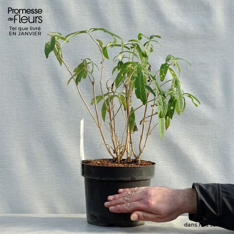 Rostrinucula dependens Happy Cascade - Menthe en arbre Pot de 3L/4L sample as delivered in winter