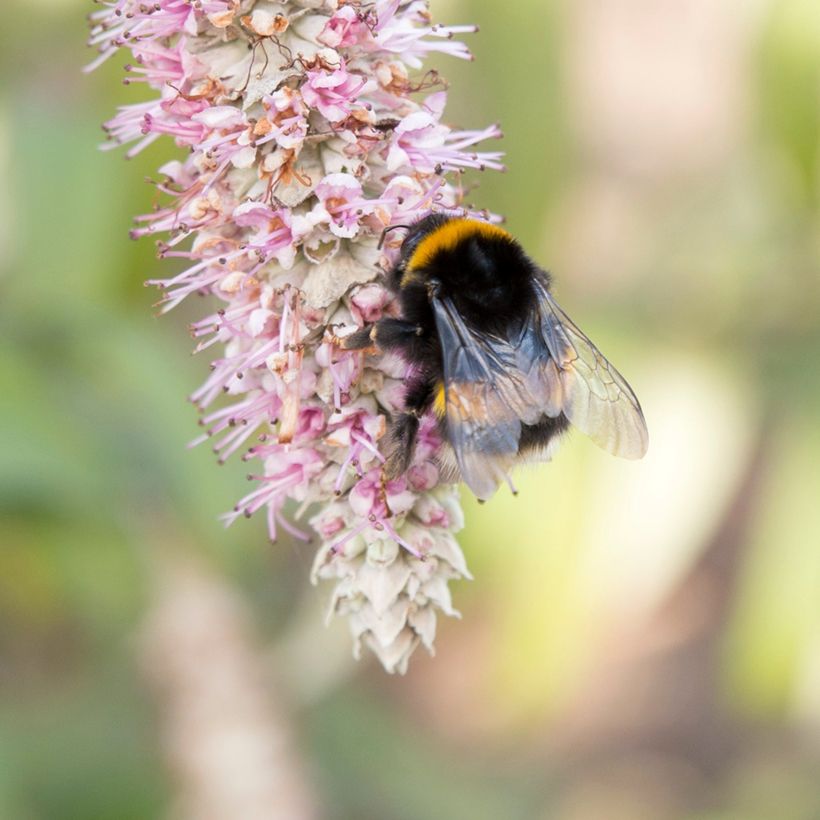 Rostrinucula dependens  - Tree Mint (Flowering)