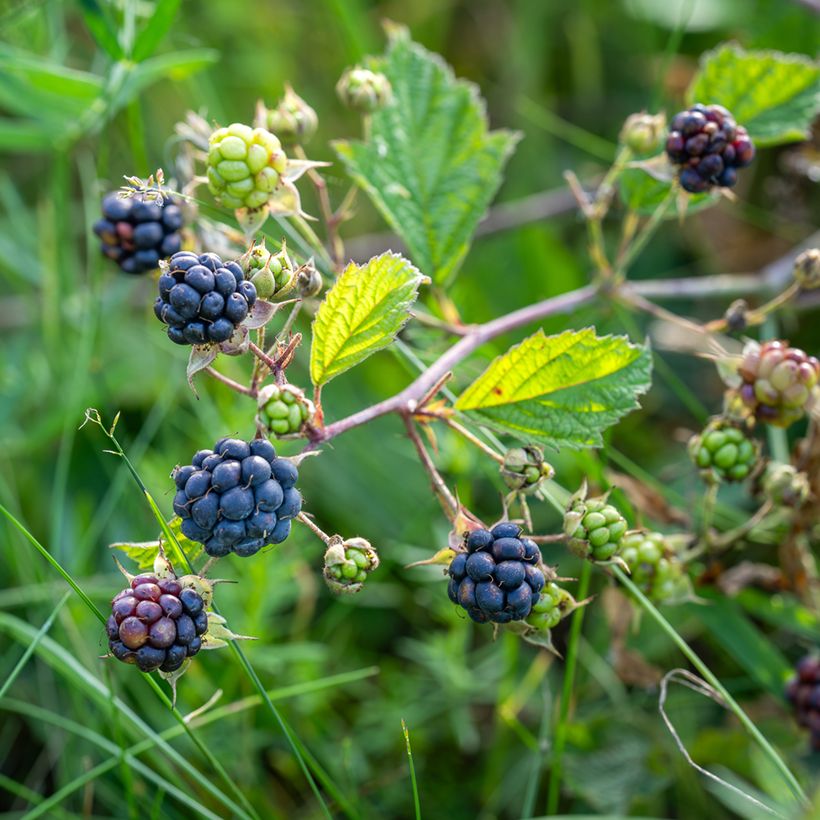 Rubus caesius - European dewberry (Harvest)