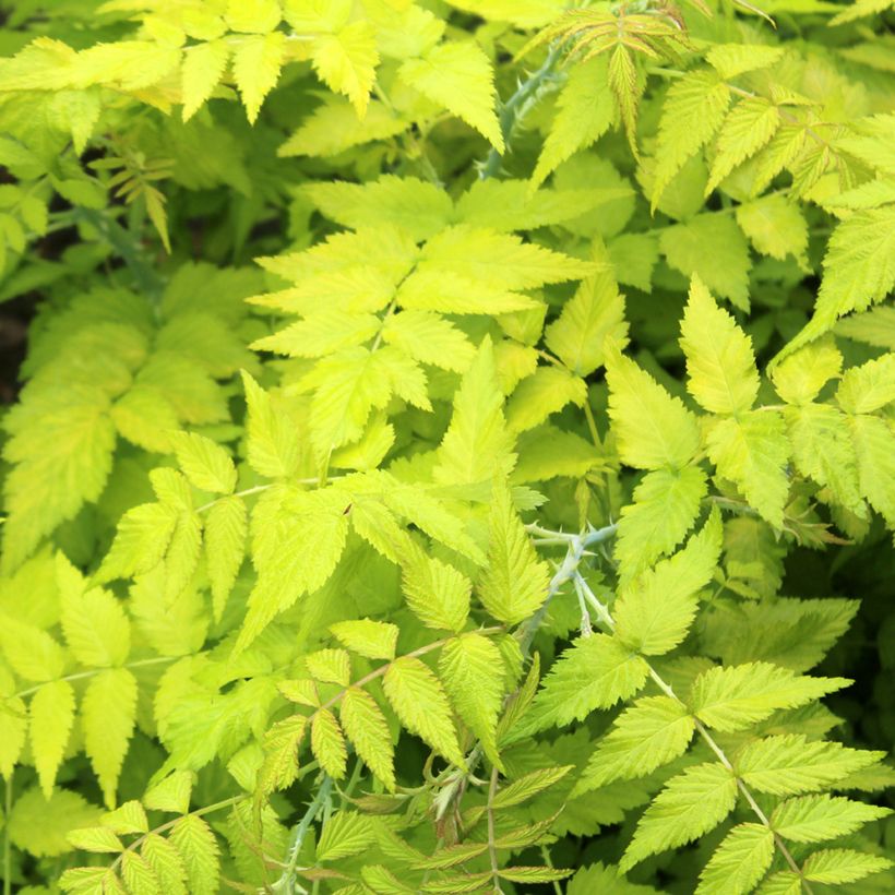 Rubus cockburnianus 'Wyego' GOLDEN VALE (Foliage)