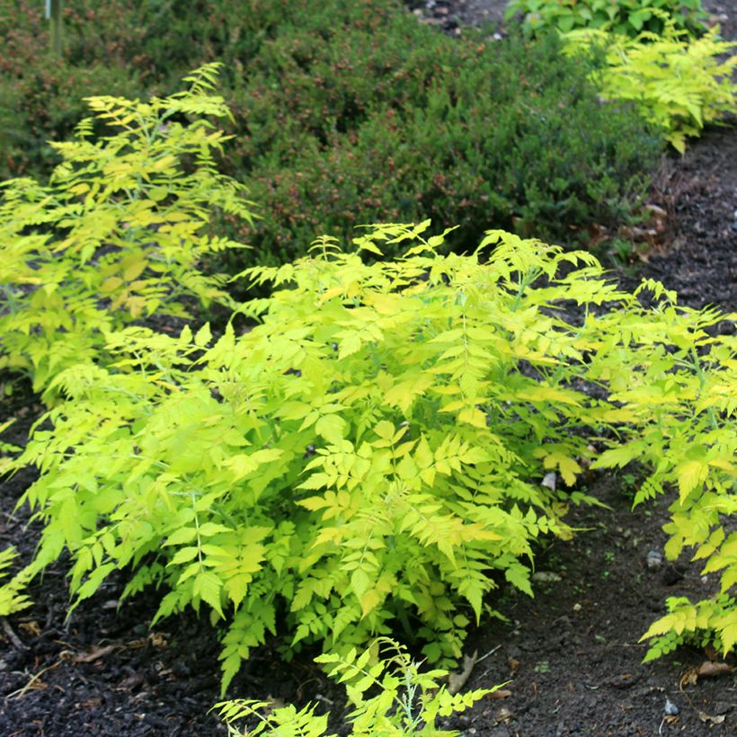 Rubus cockburnianus 'Wyego' GOLDEN VALE (Plant habit)