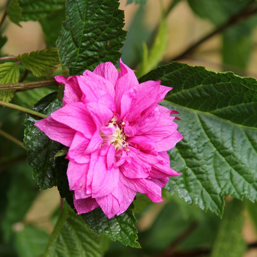 Rubus spectabilis Olympic Double (Flowering)