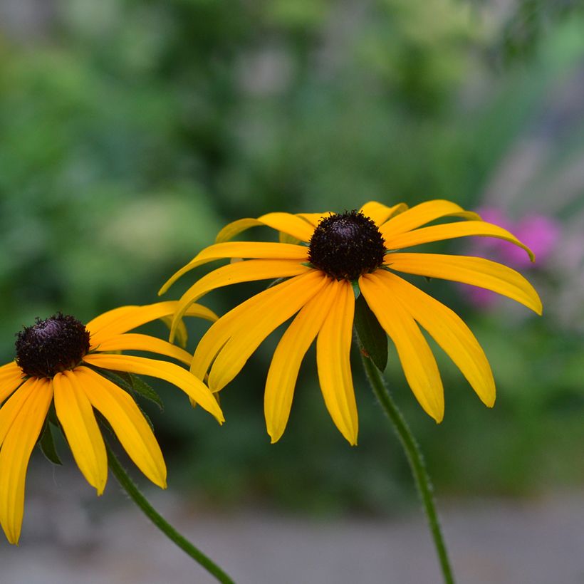 Rudbeckia fulgida Forever Gold (Flowering)