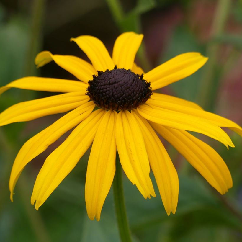 Rudbeckia fulgida Goldsturm (Flowering)