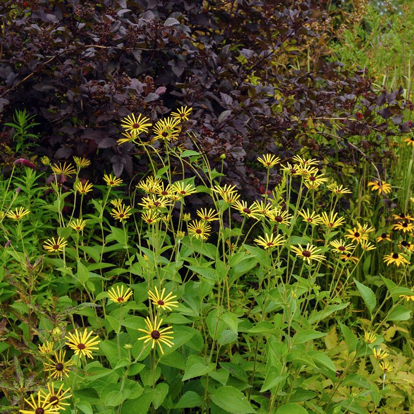 Rudbeckia subtomentosa Henry Eilers (Plant habit)