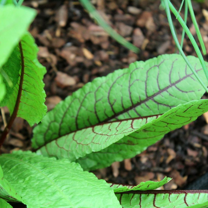 Organic Blood Sorrel (Purple Sorrel) - Ferme de Sainte Marthe seeds (Foliage)