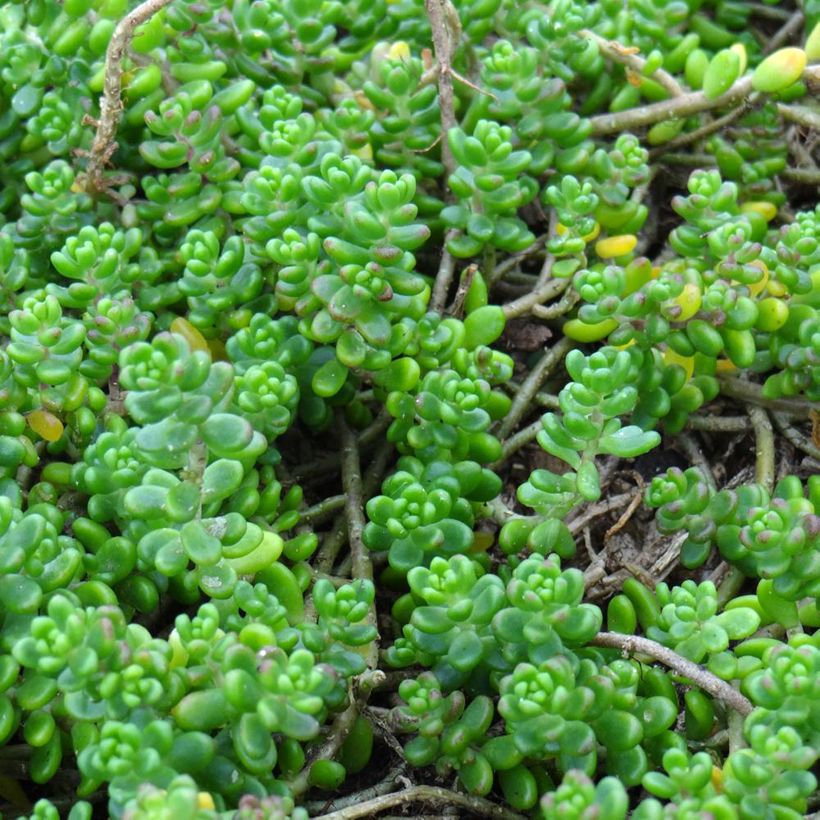 Sedum divergens  (Foliage)