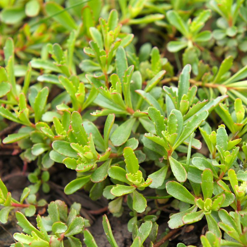 Sedum kamtschaticum var. middendorffianum var. middendorffianum (Foliage)