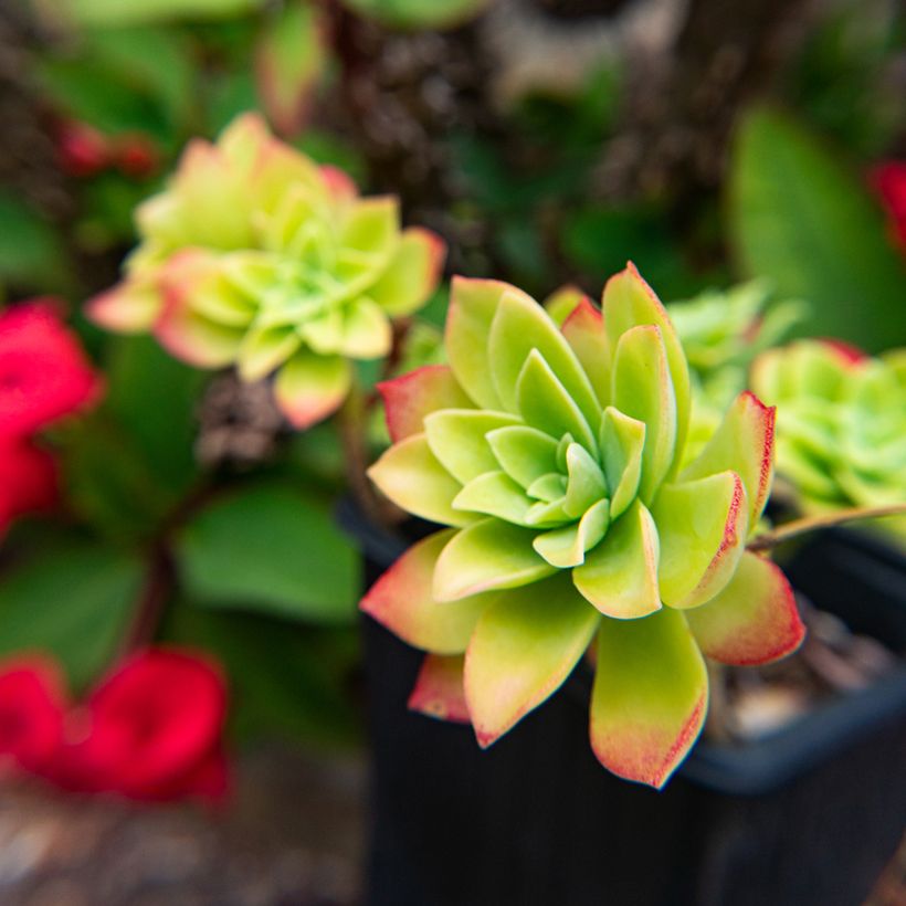 Sedum palmeri  (Foliage)