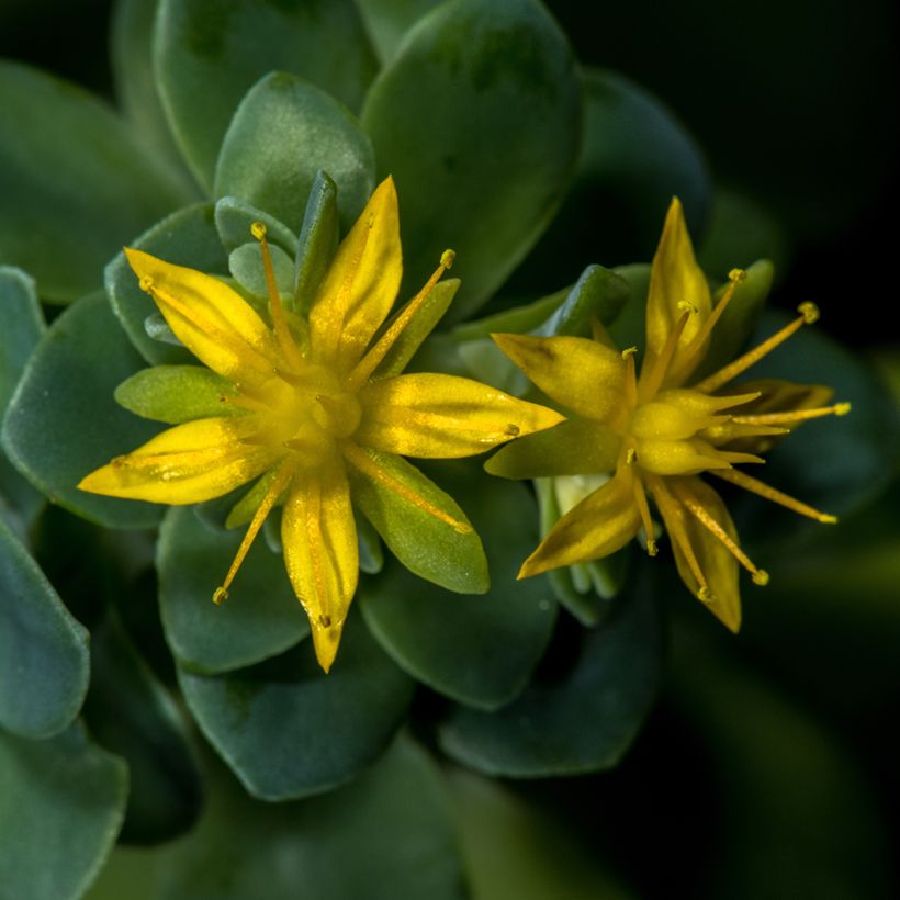 Sedum palmeri  (Flowering)