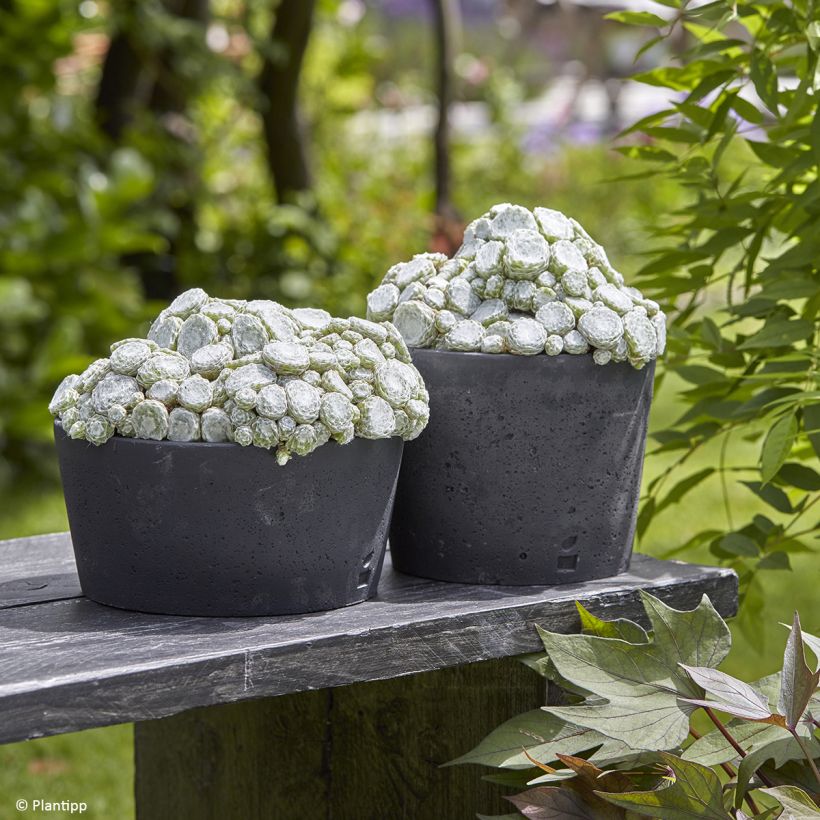 Sempervivum Arctic White  (Plant habit)