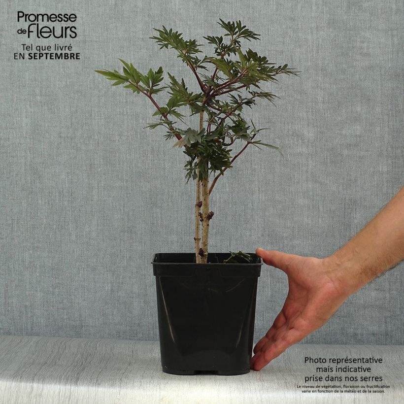 Sureau noir - Sambucus nigra Straight Laced Pot de 3L/4L sample as delivered in autumn