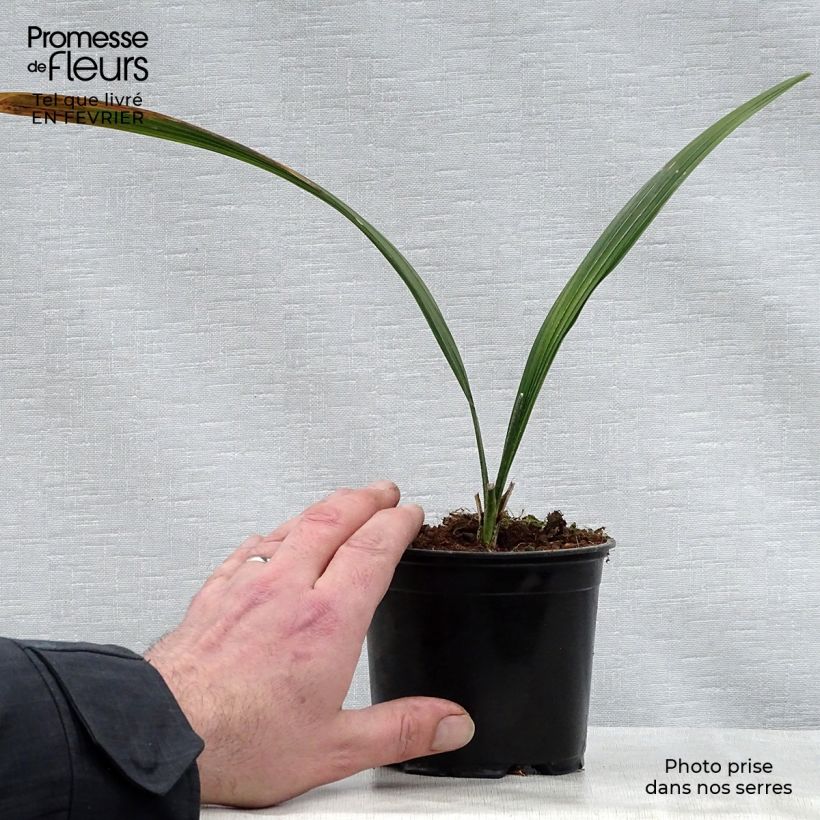 Sabal bermudana - Palmier des Bermudes Pot de 12 cm sample as delivered in winter