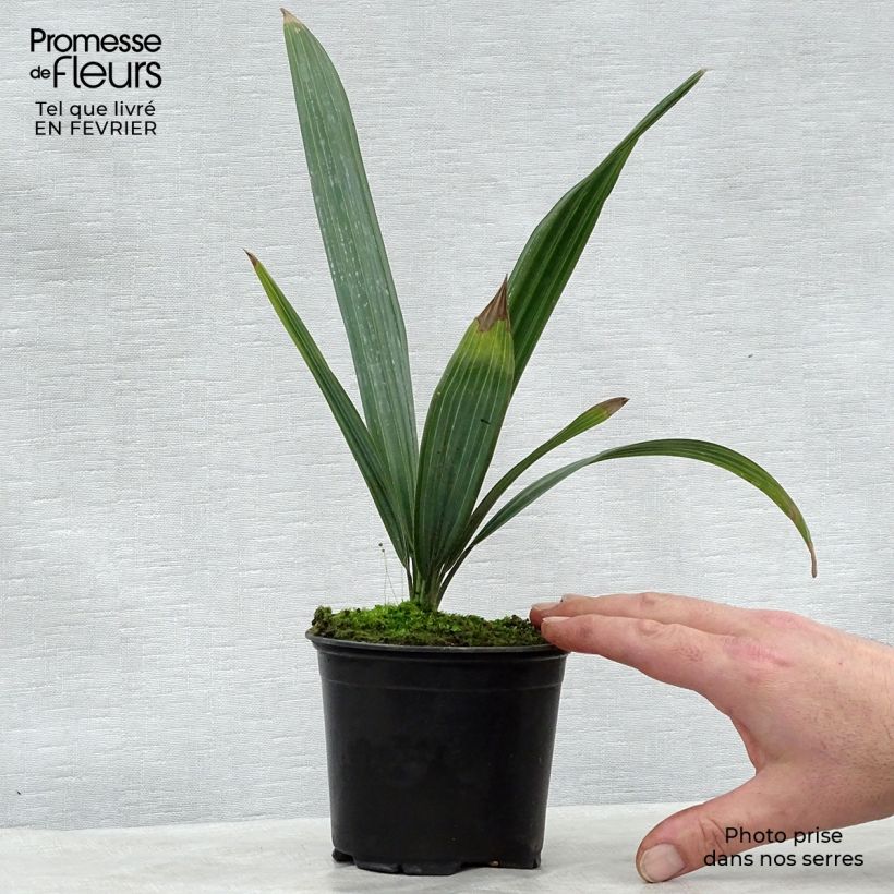 Sabal causarium - Palmier sombrero Pot de 12 cm sample as delivered in winter