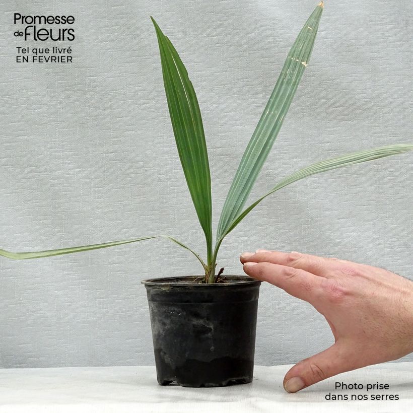 Sabal uresana - Palmier sabal bleu Pot de 12 cm sample as delivered in winter