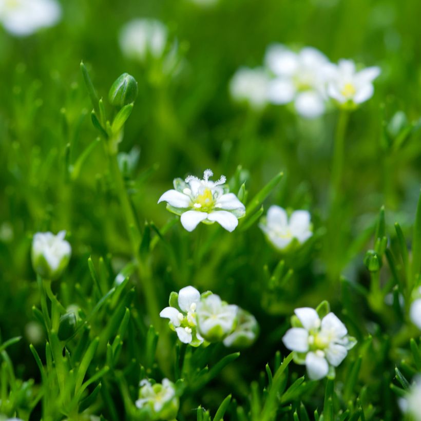 Sagina subulata Green Moss (Flowering)