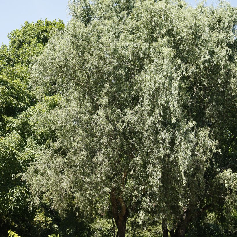 Salix alba Dart's Snake - White Willow (Plant habit)