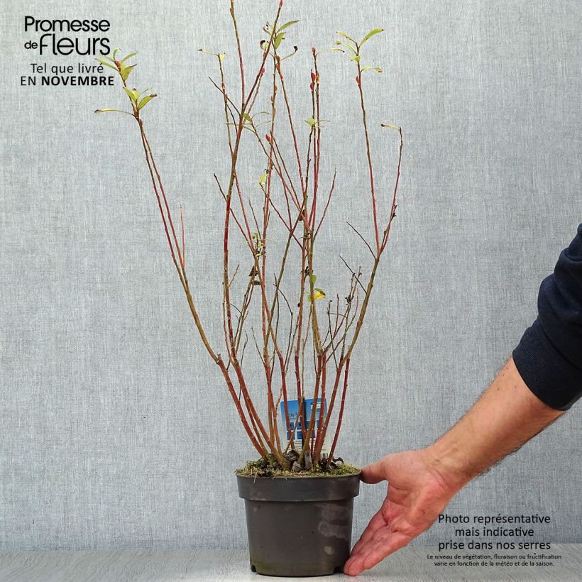 Salix chaenomeloides Mount Aso en pot de 2/3L - Saule japonais sample as delivered in autumn