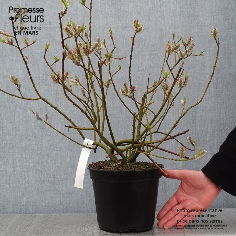 Salix chaenomeloides Mount Aso en pot de 5L - Saule japonais sample as delivered in winter