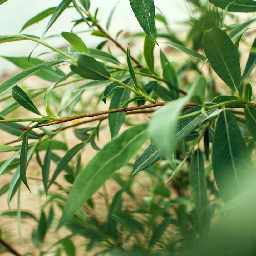 Salix fragilis - Crack Willow (Foliage)