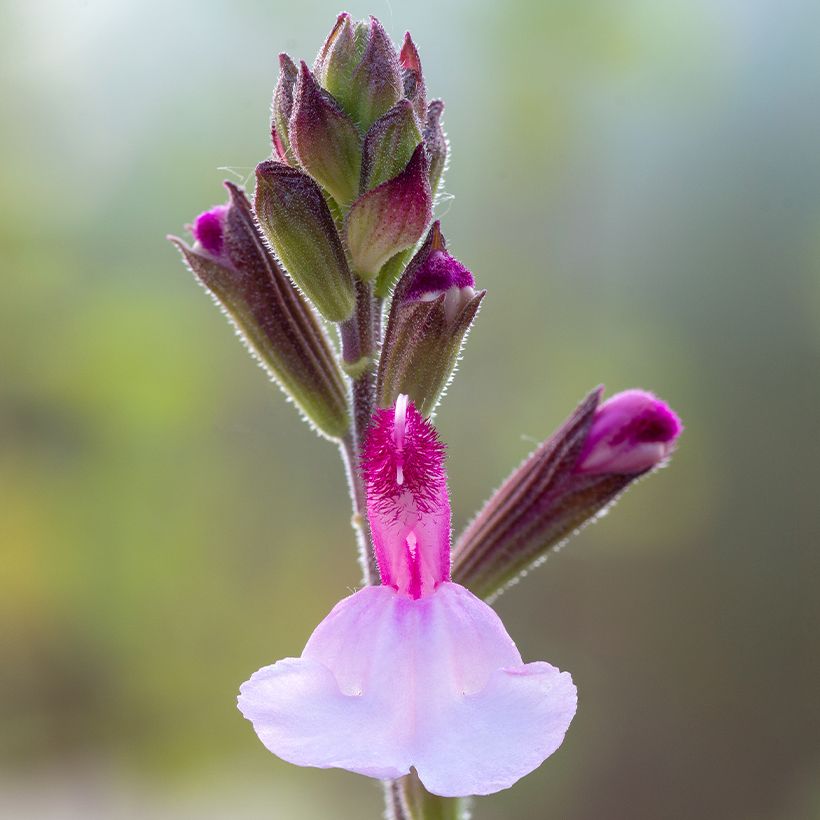 Salvia Dysons Joy (Flowering)