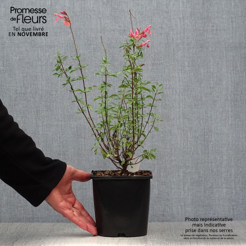 Salvia Papajan - sauge arbustive - pot de 2L/3L sample as delivered in autumn