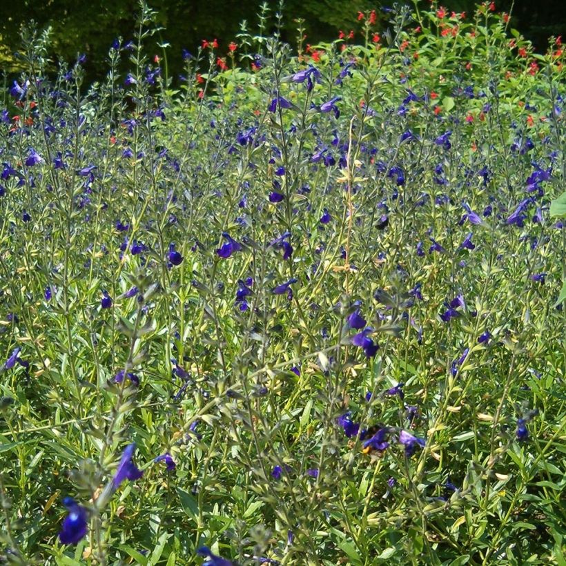 Salvia coahuilensis  (Plant habit)
