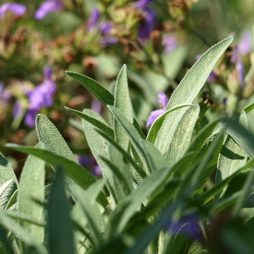 Salvia lavandulifolia  (Foliage)