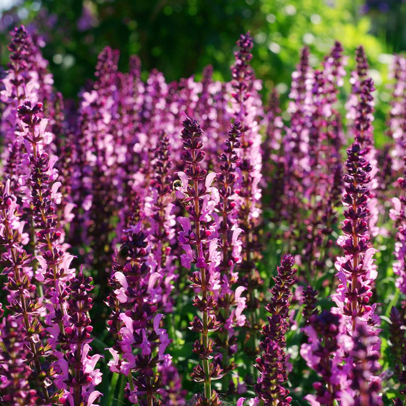 Salvia sylvestris Lyrical Rose Balyricose (Flowering)