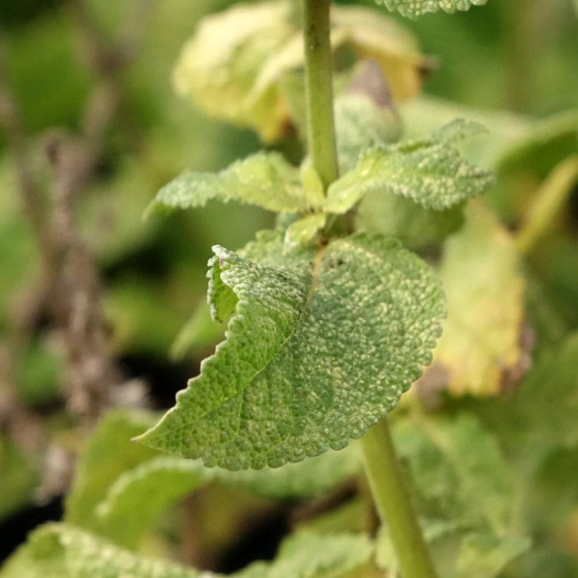 Salvia nemorosa Marcus 'Haeumanarc' (Foliage)