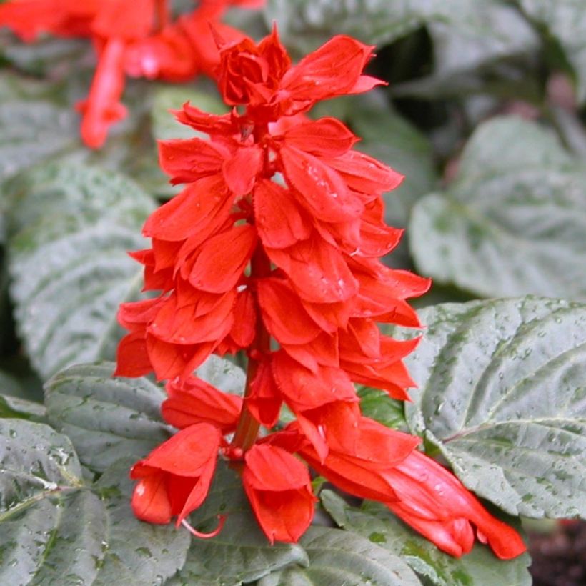 Salvia splendens Carambita (Flowering)