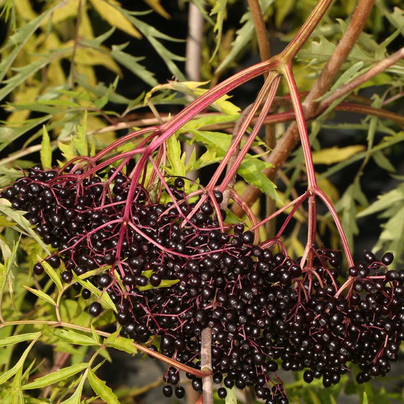 Sambucus canadensis Acutiloba - Elder (Harvest)