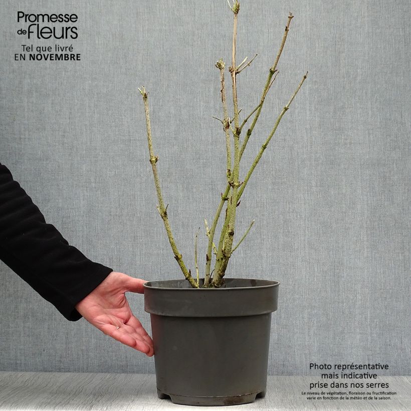 Sambucus nigra Golden Tower en pot de 10L. sample as delivered in autumn