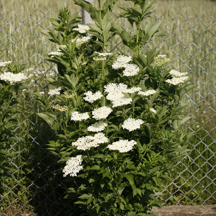  Sambucus nigra Obelisk - Elder (Plant habit)