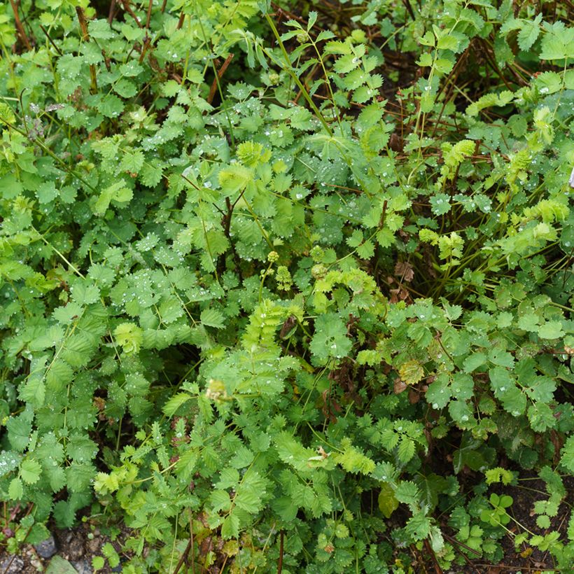 Sanguisorba minor (Plant habit)