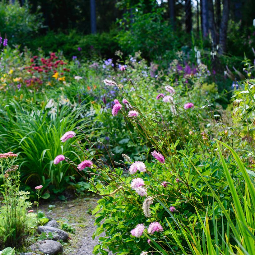 Sanguisorba obtusa (Plant habit)