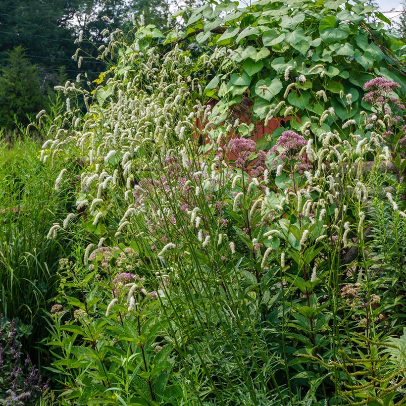 Sanguisorba tenuifolia Alba (Plant habit)